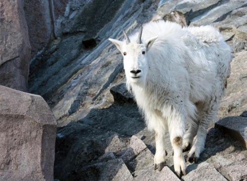 Московский зоопарк интересные факты. История 02