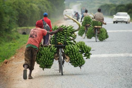 Факты о банане. Интересные факты о бананах (3 фото) 09