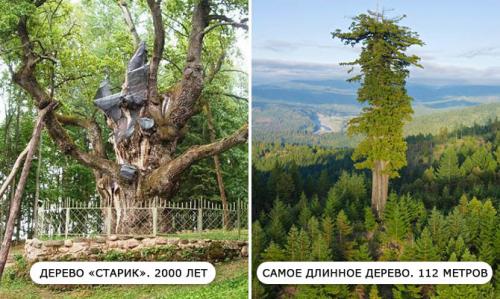 Лесная промышленность интересные факты. Интересные факты о лесе. Топ-10 фактов