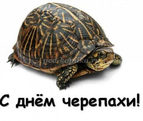 Интересные факты о черепахах для детей. 10 интересных фактов о черепахах. 02