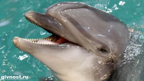 Дельфин Афалина интересные факты. Описание и особенности дельфина Афалина