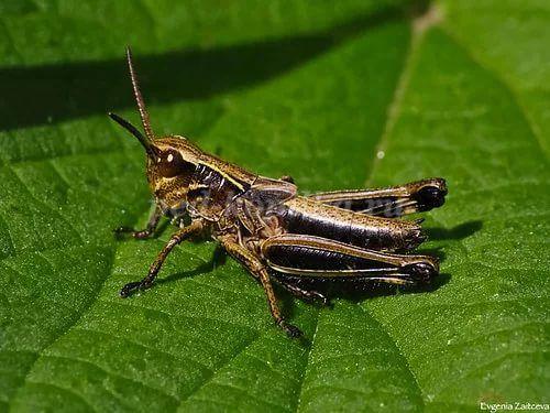 Интересные факты из жизни насекомых. 25 невероятных фактов из жизни насекомых 03