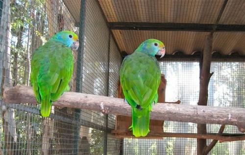 Мелкий попугай. Виды попугаев. Описания, названия и особенности видов попугаев