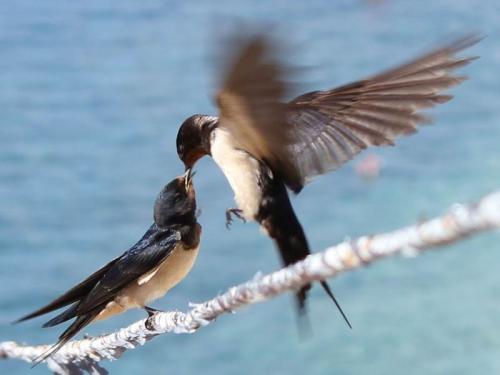Всё о ласточках. 