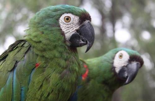 Мелкий попугай. Виды попугаев. Описания, названия и особенности видов попугаев