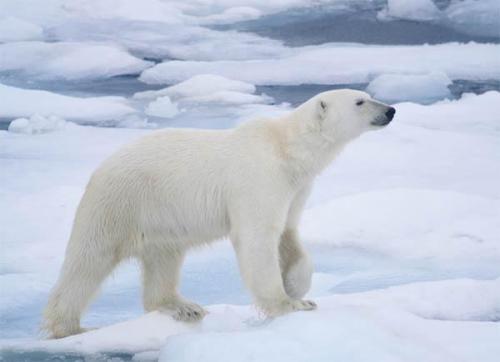 Что любят белые медведи. Что едят полярные медведи