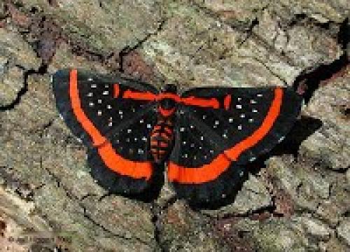 Интересные факты о мотыльках. Какая разница между бабочками и мотыльками?