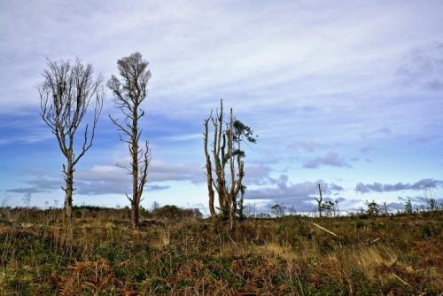 Сообщение о лесе. Описание леса, роль леса в жизни человека