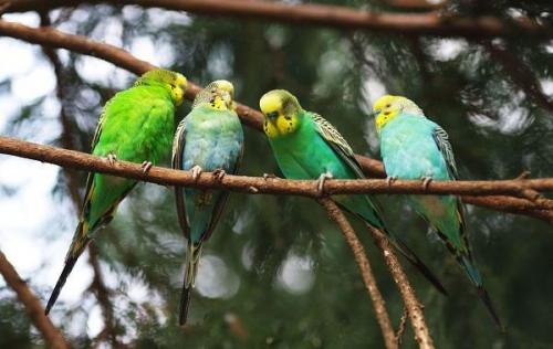 Мелкий попугай. Виды попугаев. Описания, названия и особенности видов попугаев