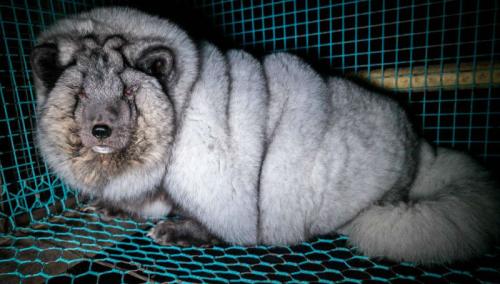 Финский песец животное. Полный песец: финские фермеры раскармливают животных до огромных размеров