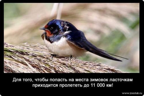 Ночью где спят ласточки. Как спят ласточки 02