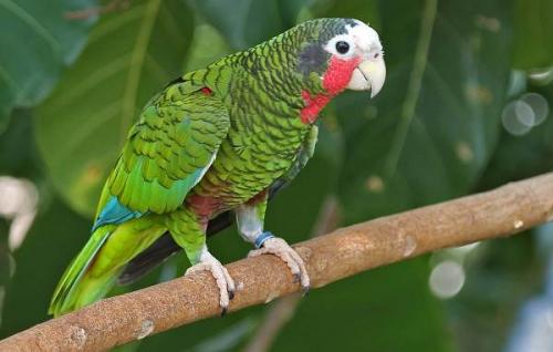 Мелкий попугай. Виды попугаев. Описания, названия и особенности видов попугаев