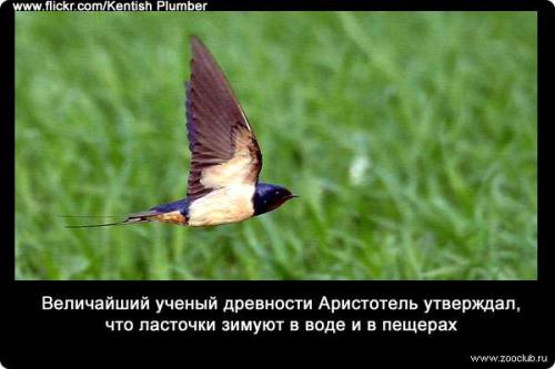 Ночью где спят ласточки. Как спят ласточки 05