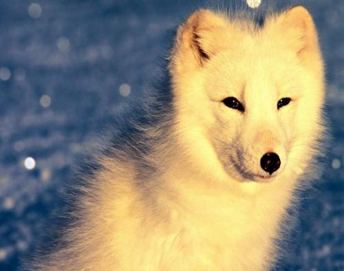 Песец интересные факты для детей. Песец, интересные факты и фотографии 07