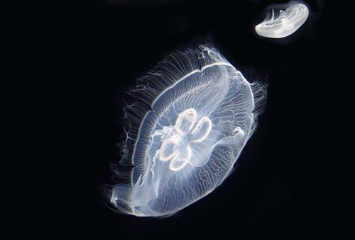 Интересные факты о кораллах и медузах. Интересные факты о кораллах 05