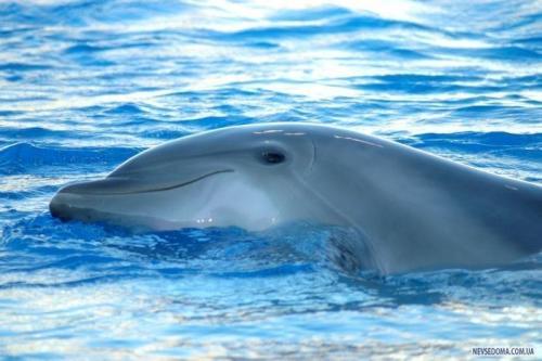 Дельфины факты. 10 интересных фактов о дельфинах (10 фото) 08
