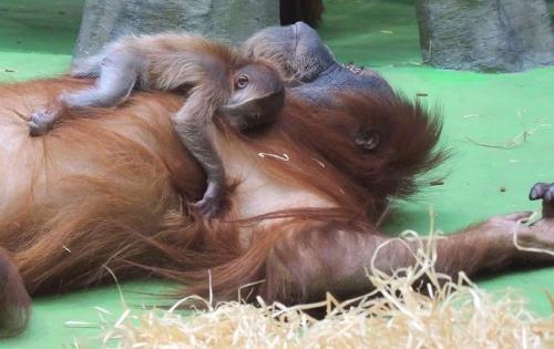 Орангутанг детеныш. В зоопарке рассказали, какая судьба ждет новорожденного орангутана Чави