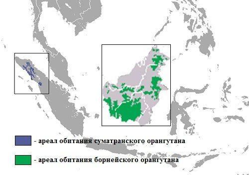 Орангутанг доклад. Орангутан