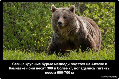 Интересные факты о медведях бурых. 20 интересных фактов о медведях белых и бурых 07