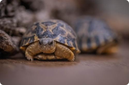 Черепаха честер. В зоопарке Честера появились две редкие лучистые черепахи
