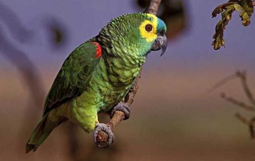 Мелкий попугай. Виды попугаев. Описания, названия и особенности видов попугаев