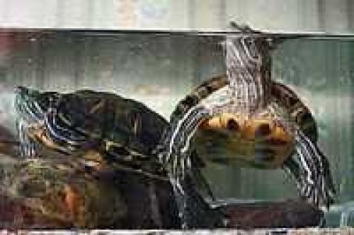 Интересные факты из жизни сухопутных черепах. Интересные факты о черепахах