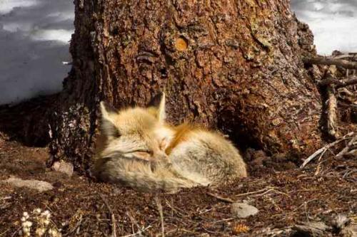 Факты о лисах. 10 интересных фактов о лисах 01