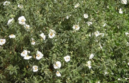 Чем питается медведь. Бурый медведь хозяин леса…