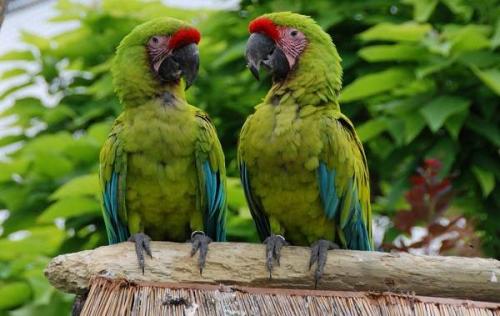 Мелкий попугай. Виды попугаев. Описания, названия и особенности видов попугаев