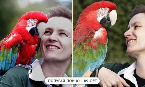 Интересные факты о попугаях для детей. Интересные факты о попугаях + Видео