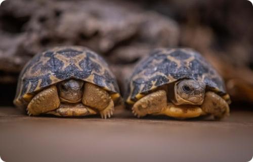 Черепаха честер. В зоопарке Честера появились две редкие лучистые черепахи