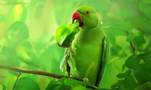 Интересные факты о попугаях для детей. Интересные факты о попугаях + Видео