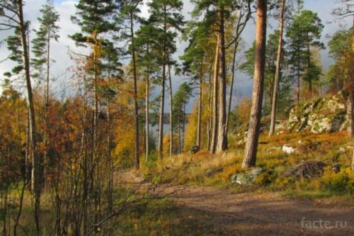 Сообщение о лесе. Интересное о лесах