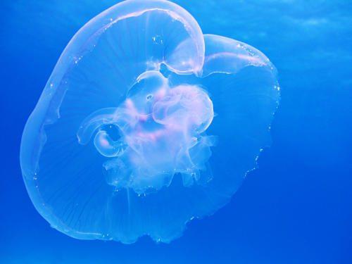 Интересные факты о кораллах и медузах. Интересные факты о кораллах 07