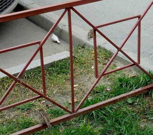 Белый воробей птица. В Севастополе замечен редчайший воробей-альбинос (Реал фото)