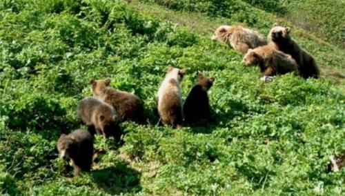 Гон у медведей. Егерь: До конца июля у медведей гон, это самое опасное время