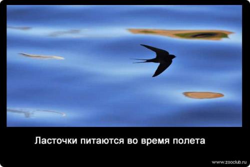 Ночью где спят ласточки. Как спят ласточки 01