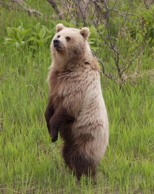 Бурый медведь интересные факты. Интересные факты о бурых медведях 17