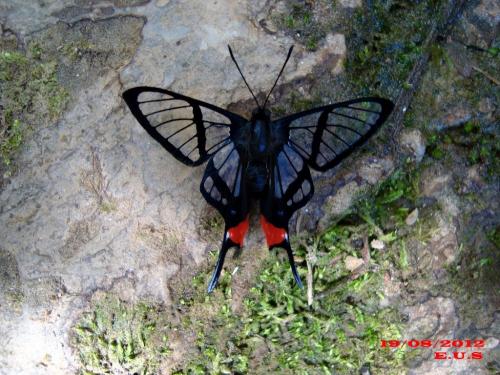 Интересные факты о мотыльках. Какая разница между бабочками и мотыльками?