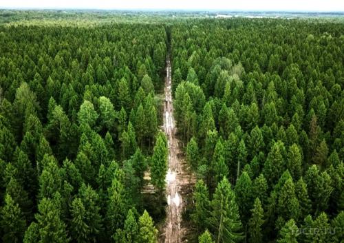 Сообщение о лесе. Интересное о лесах