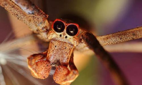 Необычные насекомые и интересные факты о них. Интересные факты о насекомых + Видео