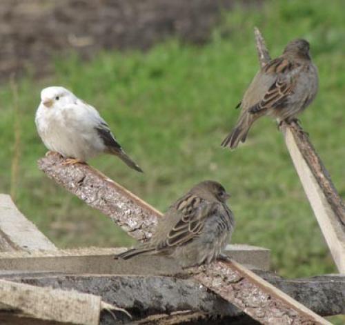 Воробей-альбинос. В нашем регионе появился воробей-альбинос 04