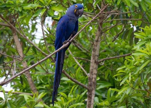Мелкий попугай. Виды попугаев. Описания, названия и особенности видов попугаев