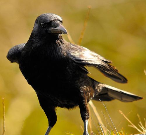 Орангутанг интеллект. 5 место: Вороны