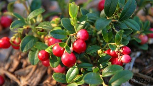 Сообщение о лесе. Интересное о лесах