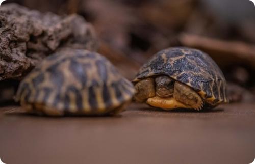 Черепаха честер. В зоопарке Честера появились две редкие лучистые черепахи
