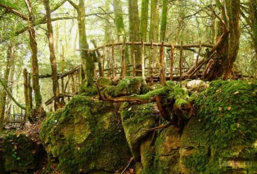 Сообщение о лесе. Интересное о лесах