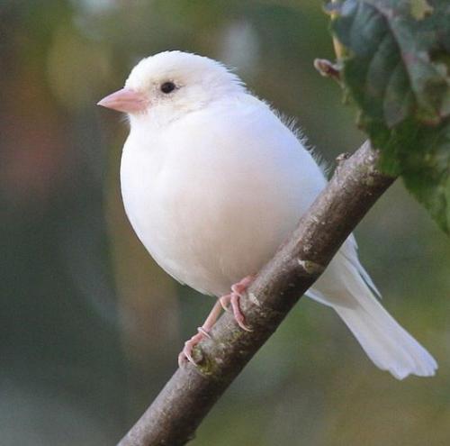 Белый воробей птица. В Севастополе замечен редчайший воробей-альбинос (Реал фото)