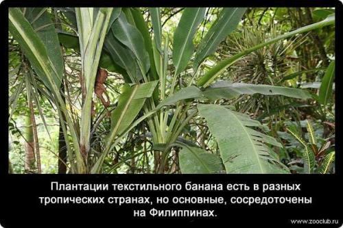 Факты о банане. Интересные факты о бананах (3 фото) 23
