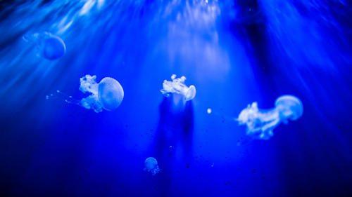 Интересные факты о кораллах и медузах. Интересные факты о кораллах 06